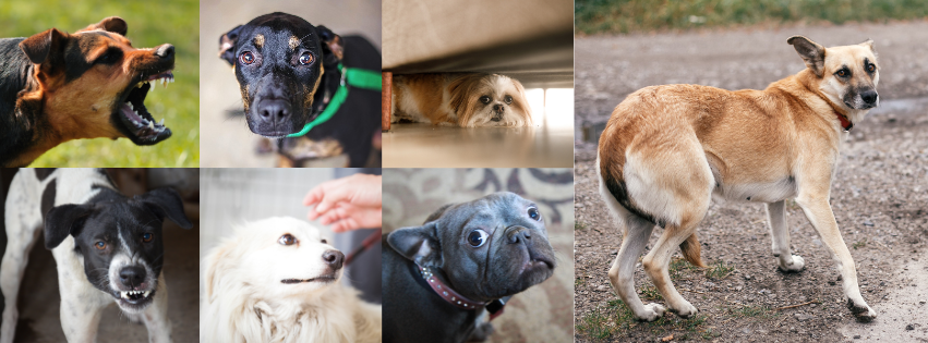 Hundbeteendeutredning, problembeteende, utfall i koppel, aggression, ensamhetsproblem, rädsla, ljudrädsla