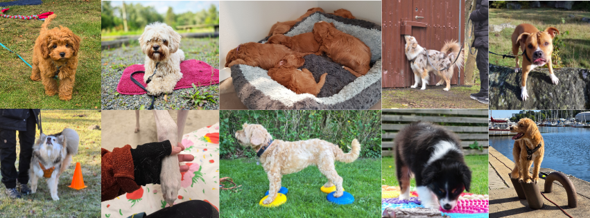 Privatlektion, hundträning, coaching,  personlig träning hund, 