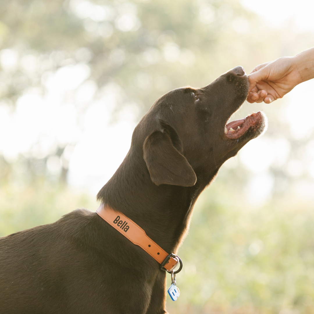 Privatlektion, hundträning, coaching, 