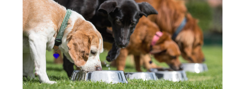 Kostrådgivning hund, nutritionsspecialist, naturlig kost, laga egen hundmat, kostsamtal, kostkonsultation