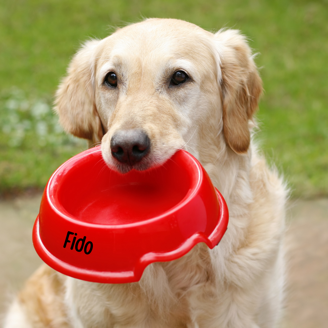 Kostrådgivning hund, nutritionsspecialist, naturlig kost, laga egen hundmat