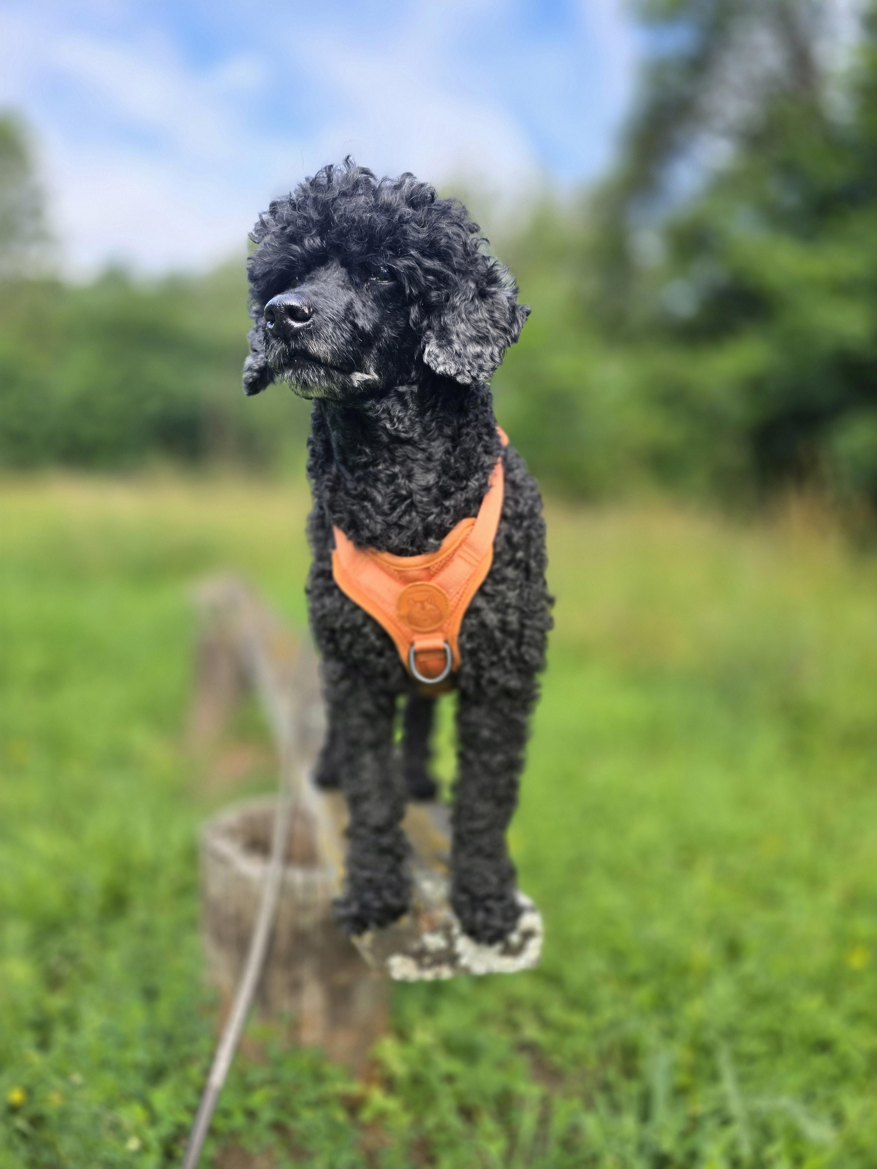 nosework, noseworkkurs, nosaktivering, nosäventyr