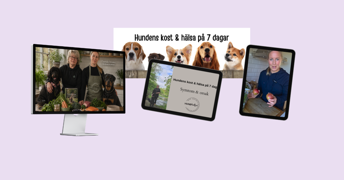 Hundkultur erbjuder minikursen Guiden till naturlig hundmat. Välj till support och kostsamtal.
